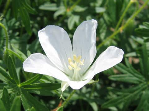 Geranium sanguineum cv. album