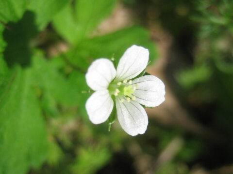 Geranium solanderi