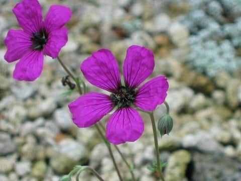 Geranium cinereum var. subcaulescens