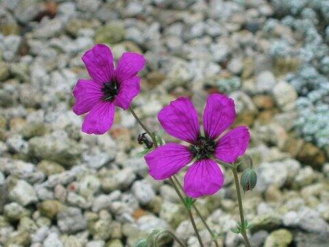 Geranium cinereum var. subcaulescens