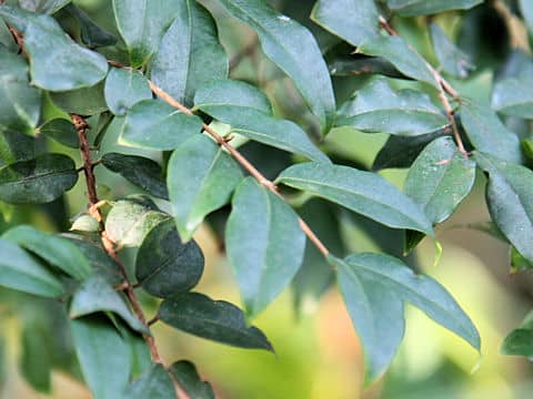 Myrciaria cauliflora