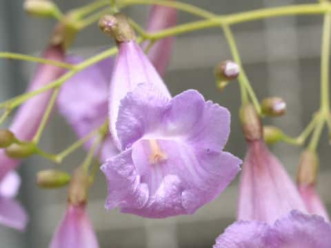 Jacaranda puberula x caroba