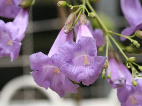 Jacaranda puberula x caroba