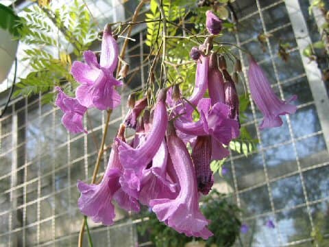 Jacaranda puberula x caroba