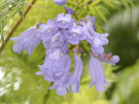 Jacaranda mimosifolia