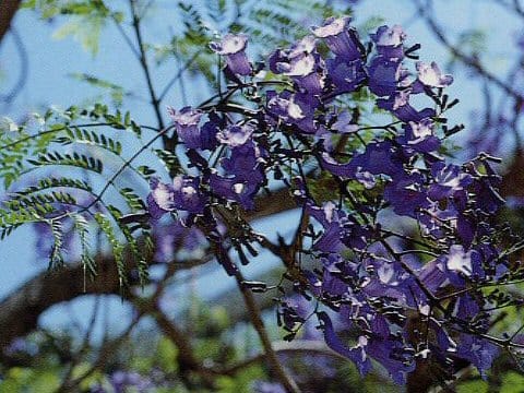 Jacaranda mimosifolia