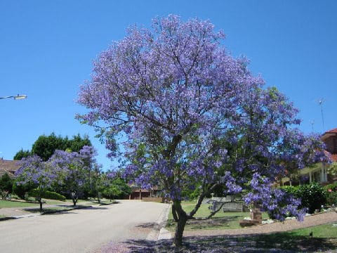 Jacaranda mimosifolia