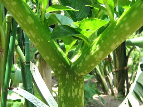Amorphophallus oncophyllus
