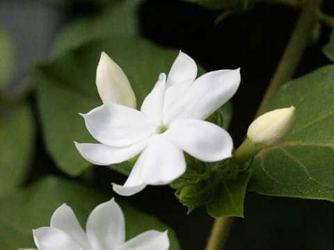 Jasminum grancillinum