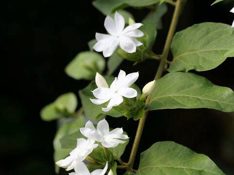 Jasminum grancillinum