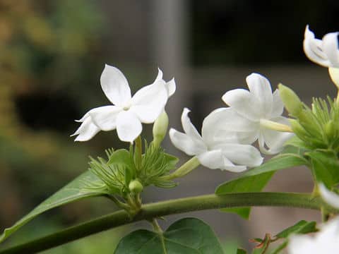 Jasminum grancillinum