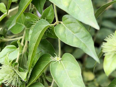Jasminum grancillinum