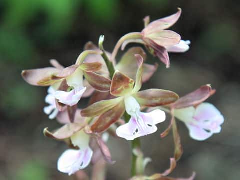 地海老根はどんな植物？ わかりやすく解説 Weblio辞書
