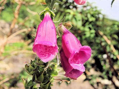 Digitalis purpurea