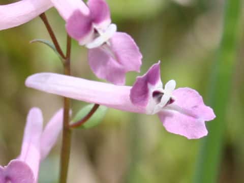 Corydalis decumbens