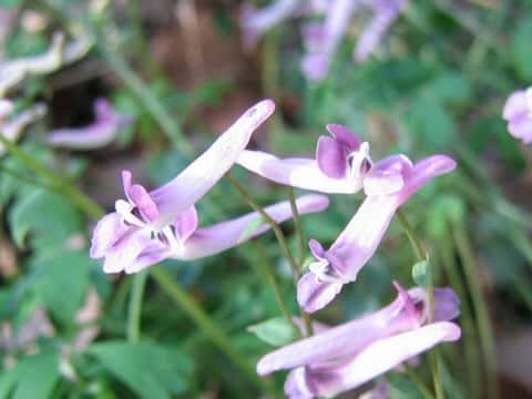 Corydalis decumbens