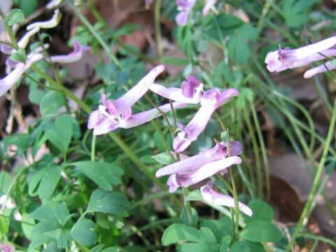 Corydalis decumbens