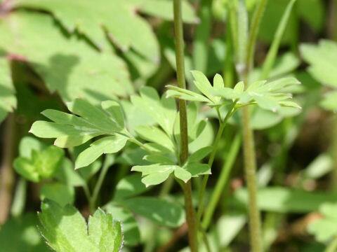 Corydalis decumbens