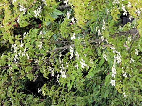 Cornus hongkongensis cv. Gekkou