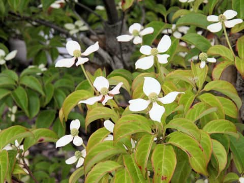 Cornus hongkongensis cv. Gekkou
