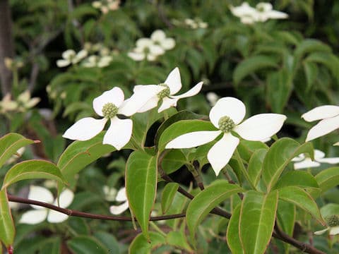 Cornus hongkongensis cv. Gekkou