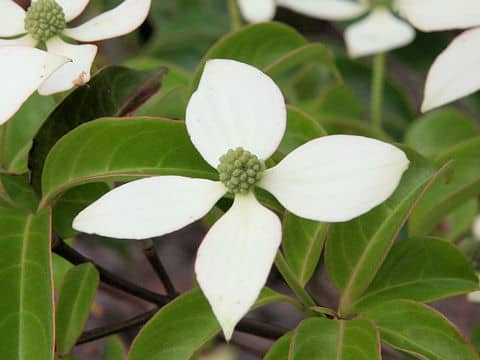 Cornus hongkongensis cv. Gekkou