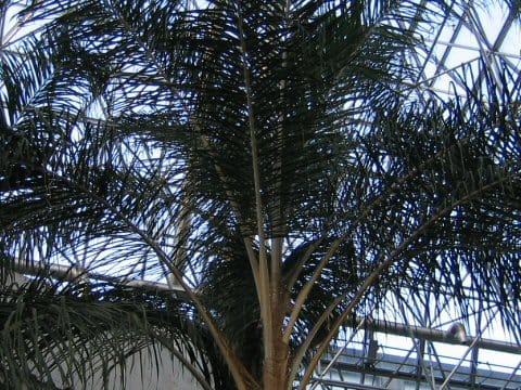 Arecastrum romanzoffianum