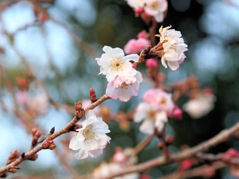 Prunus x subhirtella cv. Autumnalis