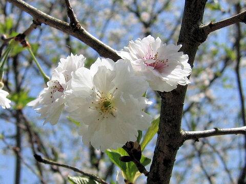 Prunus x subhirtella cv. Autumnalis