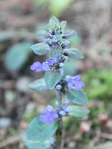 Ajuga nipponensis