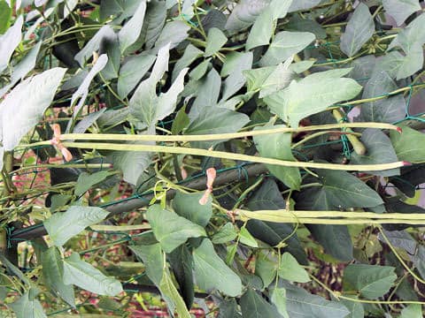 Vigna unguiculata var. sesquipedalis