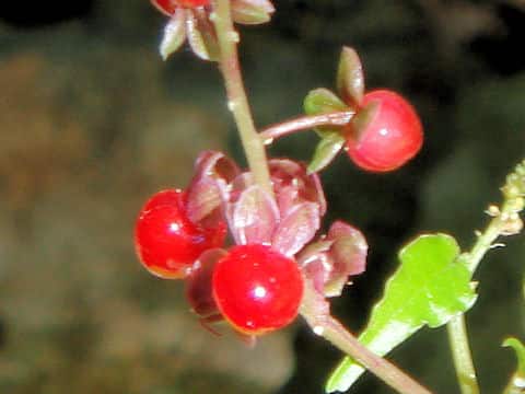 Rivina portula