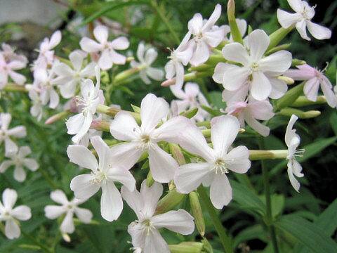 Saponaria officinalis
