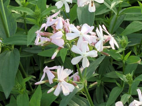 Saponaria officinalis