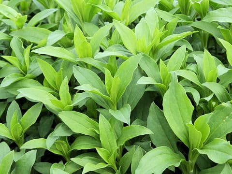Saponaria officinalis