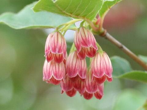 Enkianthus campanulatus