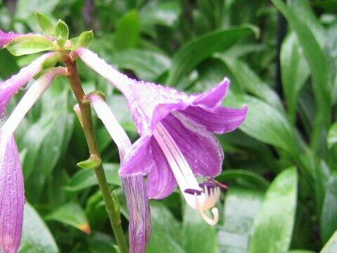 Hosta clausa var. normalis