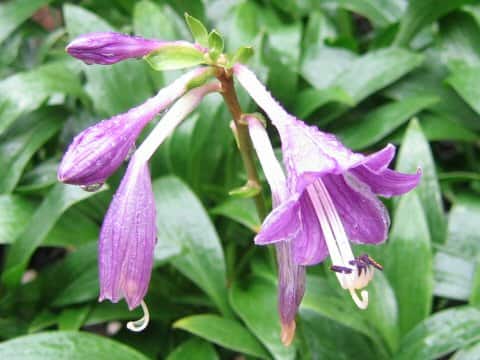 Hosta clausa var. normalis