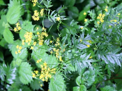 Senecio nikoensis