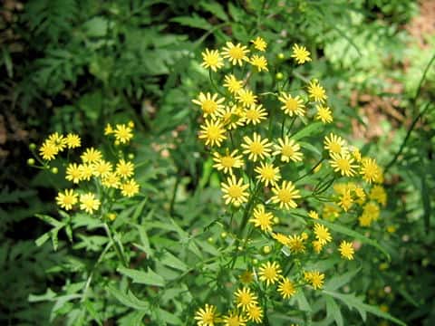 Senecio nikoensis