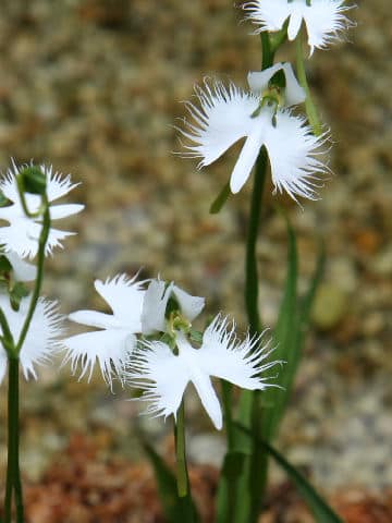 Habenaria radiata