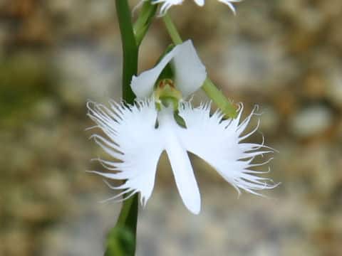 Habenaria radiata