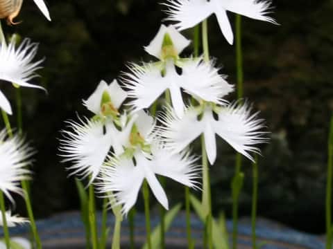 Habenaria radiata