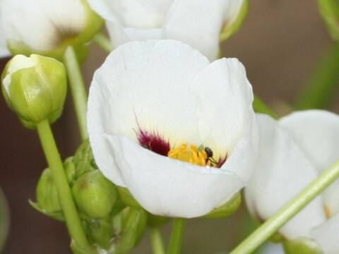 Sagittaria montevidensis