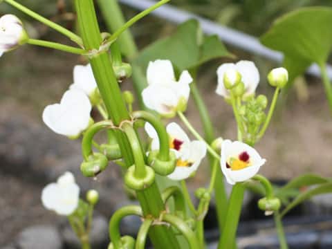 Sagittaria montevidensis