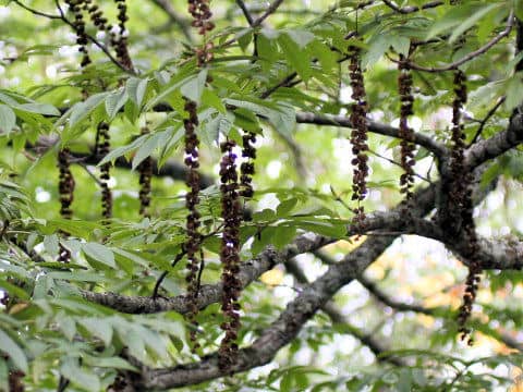 Pterocarya rhoifolia