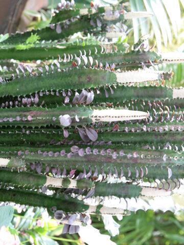 Euphorbia trigona