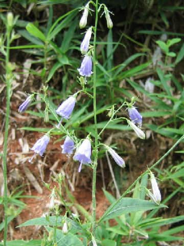 Adenophora triphylla var. triphylla