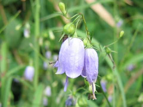 Adenophora triphylla var. triphylla