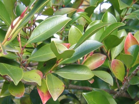 Cleyera japonica